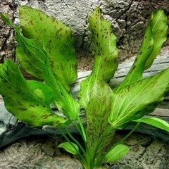 Живое аквариумное растение - Эхинодорус oцелот зелёный - Echinodorus 'Ozelot Green' цена и информация | Аквариумные растения и декорации | pigu.lt