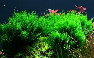 Gyvos akvariumo samanos Taxiphyllum Flame kaina ir informacija | Akvariumo augalai, dekoracijos | pigu.lt