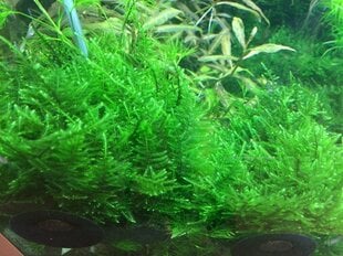 Gyvos akvariumo samanos Taxiphyllum alternans Taiwan Moss kaina ir informacija | Akvariumo augalai, dekoracijos | pigu.lt