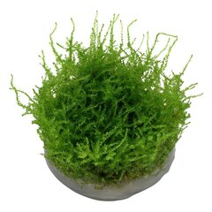 Живой аквариумный мох - Vesicularia montagnei 'Christmas Moss' -  in vitro цена и информация | Аквариумные растения и декорации | pigu.lt