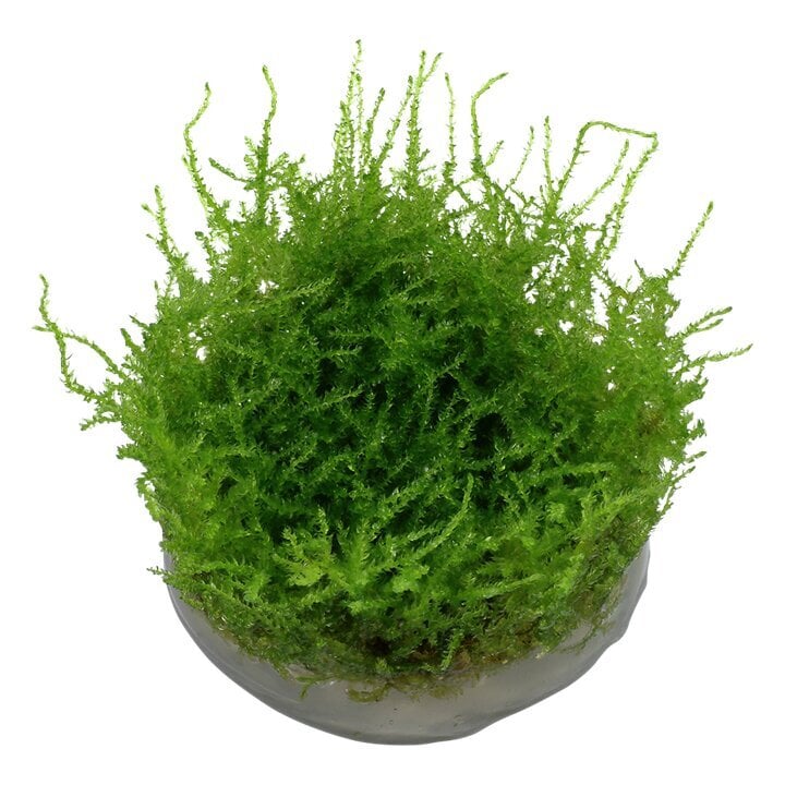 Gyvos akvariumo samanos Vesicularia montagnei Christmas Moss цена и информация | Akvariumo augalai, dekoracijos | pigu.lt