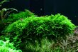 Gyvos akvariumo samanos Vesicularia montagnei Christmas Moss цена и информация | Akvariumo augalai, dekoracijos | pigu.lt