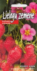 Клубника-ананас Руби Энн (RUBY ANN). Семена клубники цена и информация | Семена овощей, ягод | pigu.lt