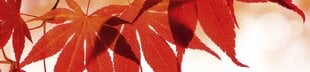 Самоклеящиеся фотообои (с ламинацией) - Красные листья, 260х60 см цена и информация | Фотообои | pigu.lt