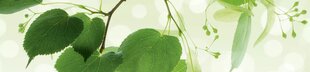 Самоклеящиеся фотообои (с ламинацией) - Зеленые листья, 260х60 см цена и информация | Фотообои | pigu.lt