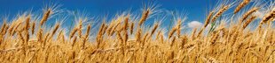 Самоклеящиеся фотообои (с ламинацией) - Пшеничное поле, 260х60 см цена и информация | Фотообои | pigu.lt