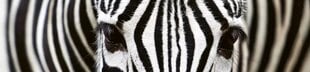 Lipnus fototapetas su laminavimu - Zebra, 260x60 cm kaina ir informacija | Fototapetai | pigu.lt