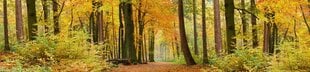 Lipnus fototapetas su laminavimu - Rudens miškas, 260x60 cm kaina ir informacija | Fototapetai | pigu.lt