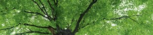 Lipnus fototapetas su laminavimu - Medžių viršūnės, 260x60 cm kaina ir informacija | Fototapetai | pigu.lt