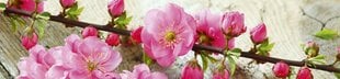 Lipnus fototapetas su laminavimu - Sakura, 260x60 cm kaina ir informacija | Fototapetai | pigu.lt