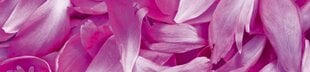 Lipnus fototapetas su laminavimu - Violetiniai žiedlapiai, 260x60 cm kaina ir informacija | Fototapetai | pigu.lt