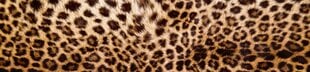 Lipnus fototapetas su laminavimu - Leopardo oda, 260x60 cm kaina ir informacija | Fototapetai | pigu.lt