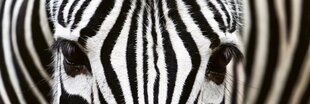 Lipnus fototapetas su laminavimu - Zebra, 180x60 cm kaina ir informacija | Fototapetai | pigu.lt