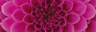 Самоклеящиеся фотообои (с ламинацией) - Розовые георгины, 180x60 cm цена и информация | Фотообои с инструментом и клеем - Бежевые листья эвкалипта, 400x280 см | pigu.lt