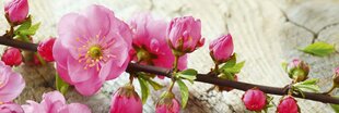 Lipnus fototapetas su laminavimu - Sakura, 180x60 cm kaina ir informacija | Fototapetai | pigu.lt