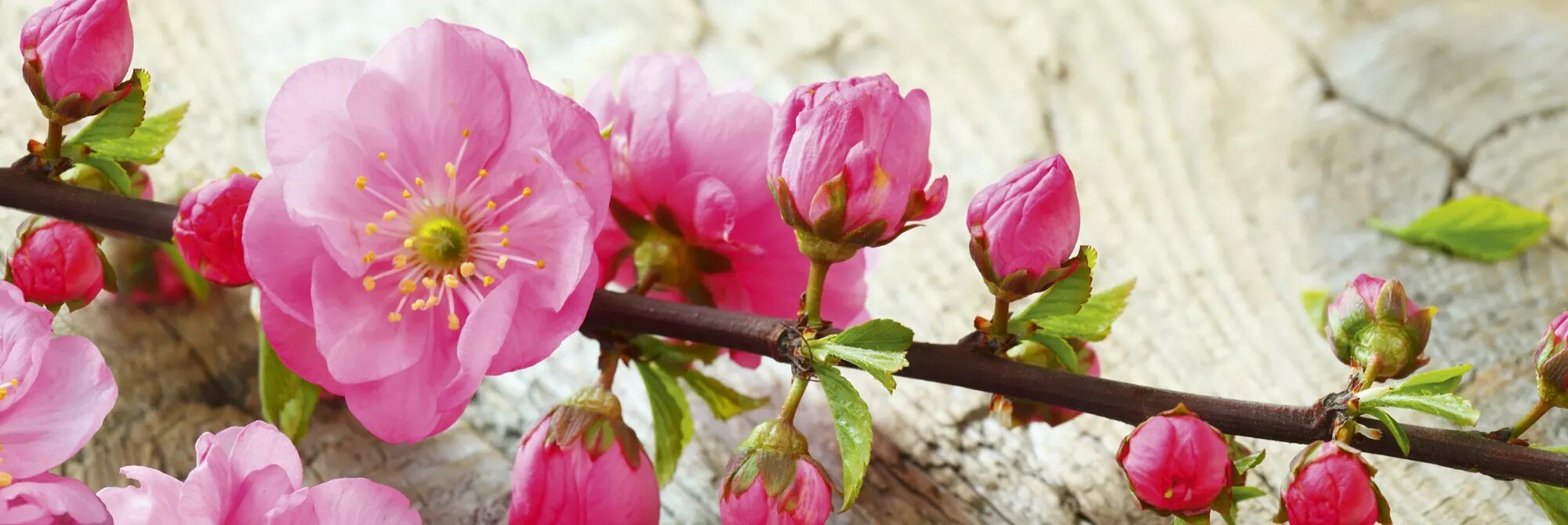 Lipnus fototapetas su laminavimu - Sakura, 180x60 cm цена и информация | Fototapetai | pigu.lt
