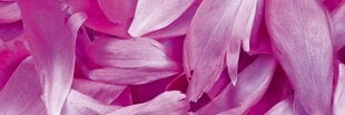 Lipnus fototapetas su laminavimu - Violetiniai žiedlapiai, 180x60 cm kaina ir informacija | Fototapetai | pigu.lt