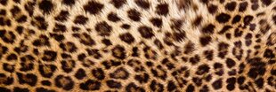 Lipnus fototapetas su laminavimu - Leopardo oda, 180x60 cm kaina ir informacija | Fototapetai | pigu.lt