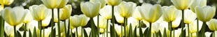 Lipnus fototapetas su laminavimu - Baltos tulpės, 350x60 cm kaina ir informacija | Fototapetai | pigu.lt