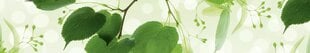 Lipnus fototapetas su laminavimu - Žali lapai, 350x60 cm kaina ir informacija | Fototapetai | pigu.lt
