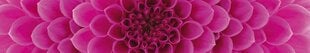 Lipnus fototapetas su laminavimu - Rožiniai jurginai, 350x60 cm kaina ir informacija | Fototapetai | pigu.lt