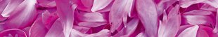 Lipnus fototapetas su laminavimu - Violetiniai žiedlapiai, 350x60 cm kaina ir informacija | Fototapetai | pigu.lt