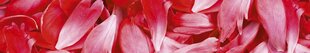 Самоклеящиеся фотообои (с ламинацией) - Красные лепестки, 350x60 см цена и информация | Фотообои с инструментом и клеем - Бежевые листья эвкалипта, 400x280 см | pigu.lt