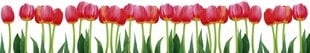 Lipnus fototapetas su laminavimu - Raudonos tulpės, 350x60 cm kaina ir informacija | Fototapetai | pigu.lt