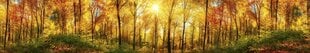 Самоклеящиеся фотообои (с ламинацией) - Солнечный лес, 350x60 см цена и информация | Фотообои | pigu.lt