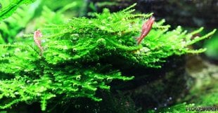 Живой аквариумный мох - Vesicularia sp., "Mini Christmas Moss" цена и информация | Аквариумные растения и декорации | pigu.lt