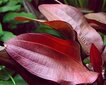Gyvas akvariumo augalas Echinodorus Regine Hildebrandt kaina ir informacija | Akvariumo augalai, dekoracijos | pigu.lt