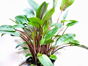 Живое аквариумное растение - Cryptocoryne beckettii Viridifolia цена и информация | Аквариумные растения и декорации | pigu.lt