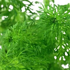 Живое аквариумное растение Limnophila sessiliflora, 1 пучок цена и информация | Аквариумные растения и декорации | pigu.lt