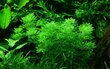 Gyvas akvariumo augalas Limnophila sessiliflora цена и информация | Akvariumo augalai, dekoracijos | pigu.lt
