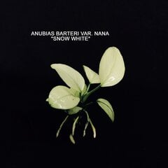 Живое аквариумное растение Anubias Snow White цена и информация | Аквариумные растения и декорации | pigu.lt