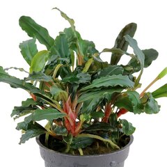 Живое аквариумное растение Bucephalandra sp. 'Red' цена и информация | Аквариумные растения и декорации | pigu.lt
