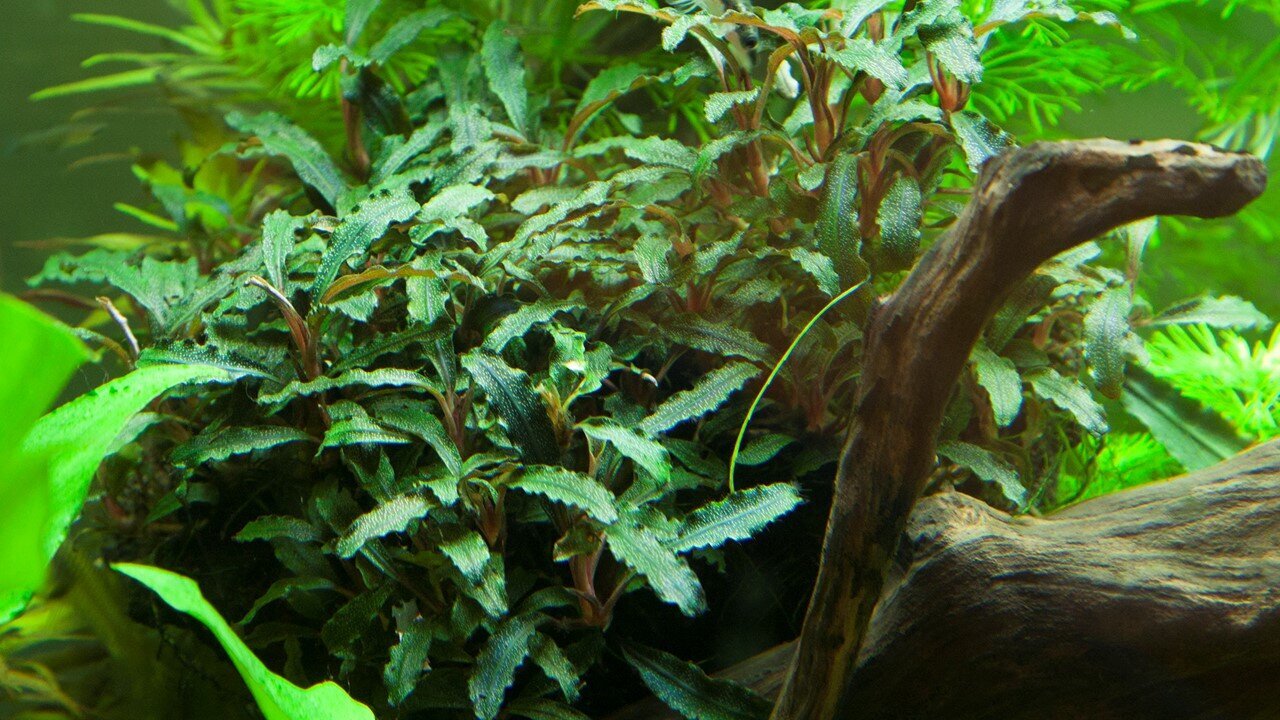 Gyvas akvariumo augalas Bucephalandra Raudona kaina ir informacija | Akvariumo augalai, dekoracijos | pigu.lt