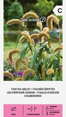 Italinės šerytės Žalia stotelė kaina ir informacija | Gėlių sėklos | pigu.lt