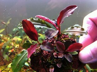 Gyvas akvariumo augalas Bucephalandra Mini raudona kaina ir informacija | Akvariumo augalai, dekoracijos | pigu.lt