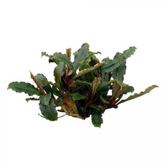 Живое аквариумное растение - Bucephalandra sp. Mini Red цена и информация | Аквариумные растения и декорации | pigu.lt