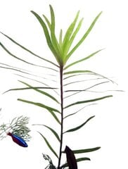 Gyvas akvariumo augalas Eichhornia azurea kaina ir informacija | Akvariumo augalai, dekoracijos | pigu.lt