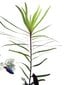 Gyvas akvariumo augalas Eichhornia azurea цена и информация | Akvariumo augalai, dekoracijos | pigu.lt