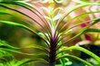 Gyvas akvariumo augalas Eichhornia azurea цена и информация | Akvariumo augalai, dekoracijos | pigu.lt