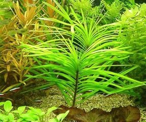 Gyvas akvariumo augalas Eichhornia azurea kaina ir informacija | Akvariumo augalai, dekoracijos | pigu.lt