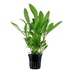 Живое аквариумное растение-Hygrophila costata цена и информация | Аквариумные растения и декорации | pigu.lt