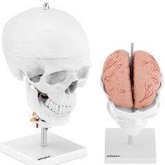 3D анатомическая модель черепа человека с мозгом и 7 позвонками, масштаб 1:1 цена и информация | Развивающие игрушки | pigu.lt