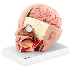 3D анатомическая модель головы и головного мозга человека, масштаб 1:1 цена и информация | Развивающие игрушки | pigu.lt