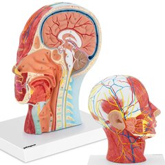 3D anatominis žmogaus galvos ir kaklo modelis Physa kaina ir informacija | Lavinamieji žaislai | pigu.lt