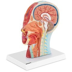 3D anatominis žmogaus galvos ir kaklo modelis Physa цена и информация | Развивающие игрушки | pigu.lt