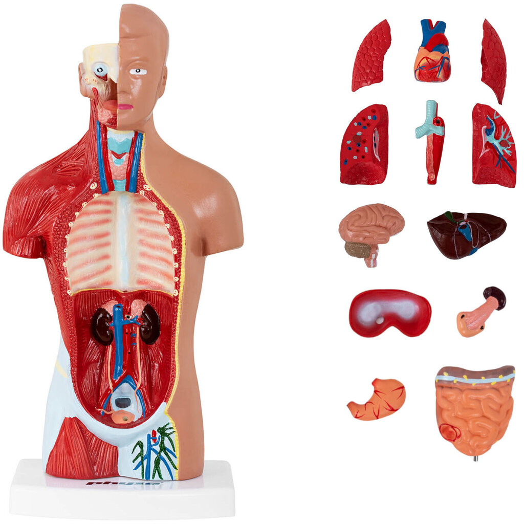 3D anatominis žmogaus liemens modelis Physa kaina ir informacija | Lavinamieji žaislai | pigu.lt